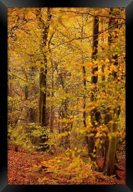 Autumn woodland Framed Print by Simon Johnson