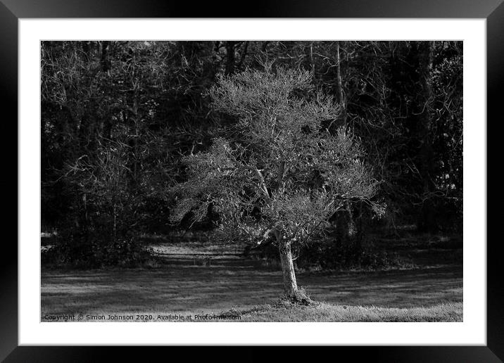 isolated Tree Framed Mounted Print by Simon Johnson