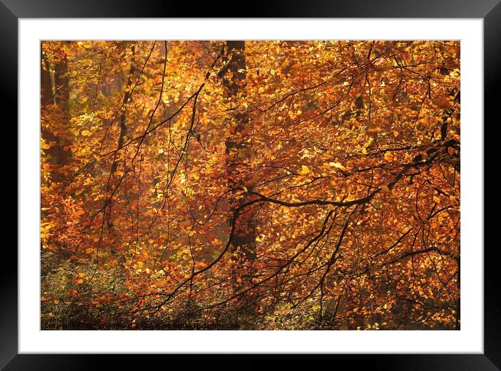 Sunlit Beech woodland Framed Mounted Print by Simon Johnson