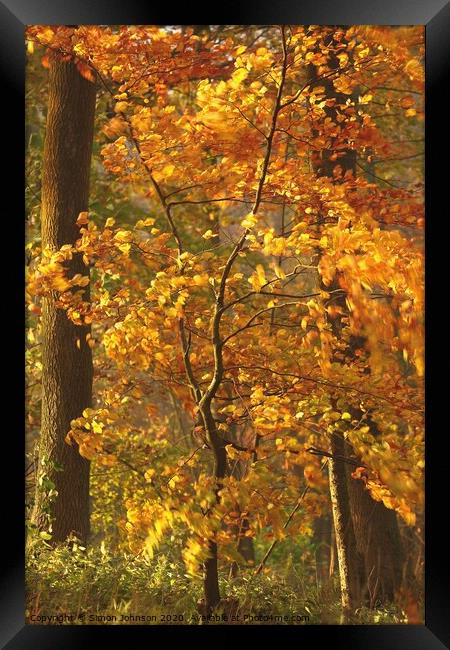 Beech  tree sun, wind and autumnal  Framed Print by Simon Johnson