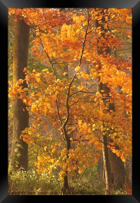 Sunlit Beech tree Framed Print by Simon Johnson