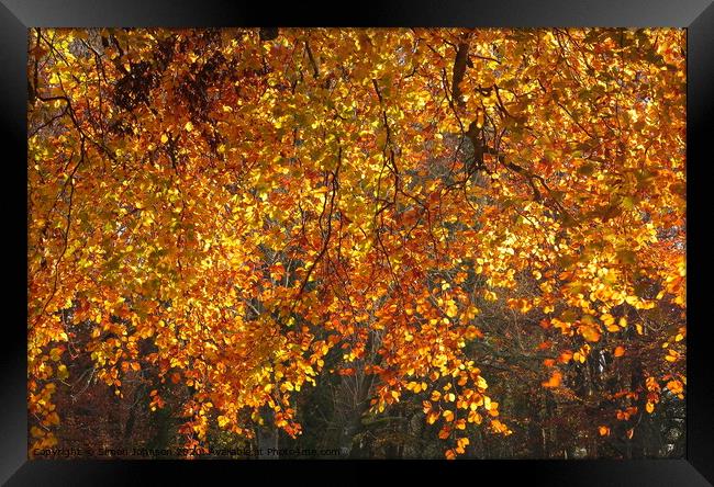 Sunlit Autumn Beech leaves Framed Print by Simon Johnson
