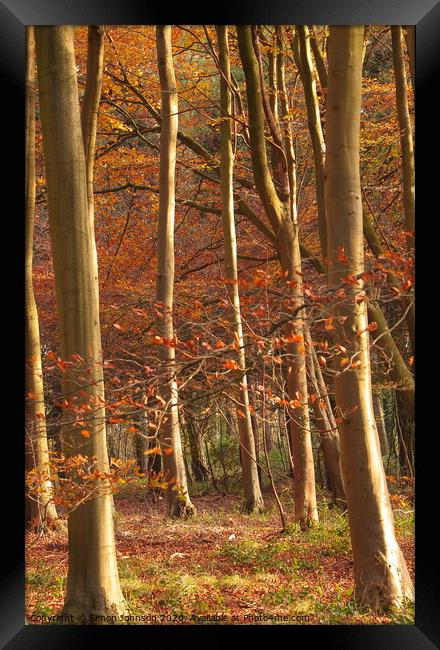  Beech Woodland Framed Print by Simon Johnson