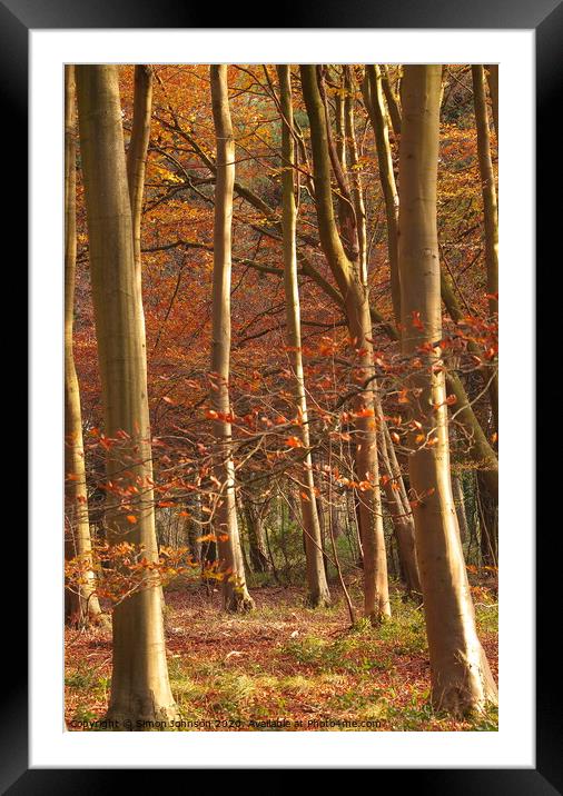  Beech Woodland Framed Mounted Print by Simon Johnson