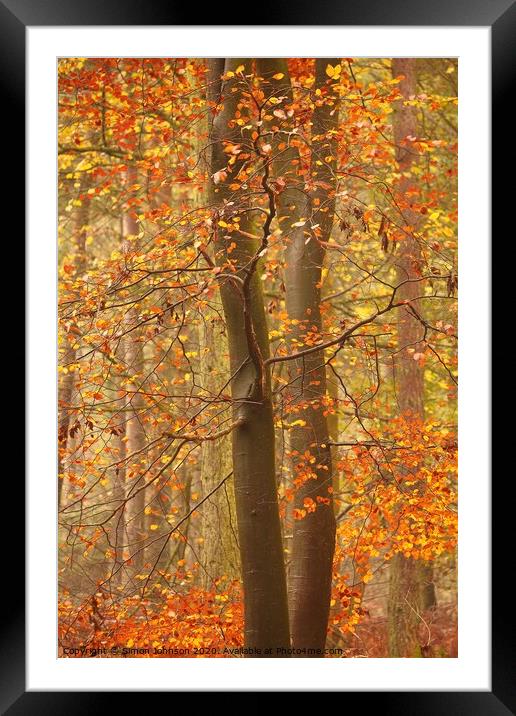 Autumnal Beech Woodland Framed Mounted Print by Simon Johnson