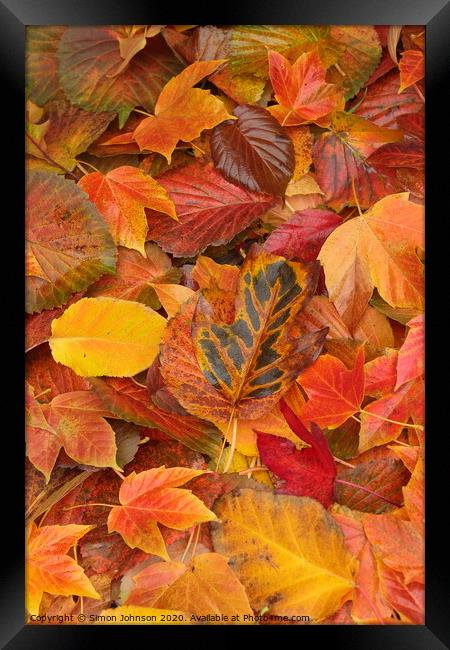 autumn leaf collage Framed Print by Simon Johnson