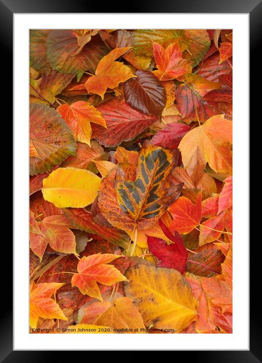 autumn leaf collage Framed Mounted Print by Simon Johnson