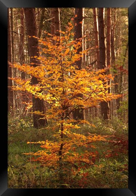 Sunlit autumn beech tree Framed Print by Simon Johnson