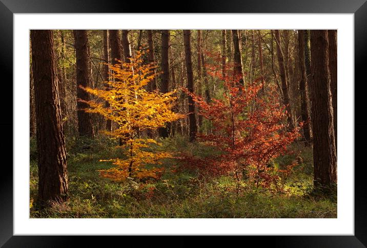 Twin trees Framed Mounted Print by Simon Johnson