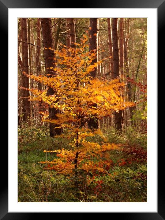 tree fire Framed Mounted Print by Simon Johnson