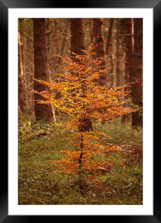 Sunlit Beech tree Framed Mounted Print by Simon Johnson