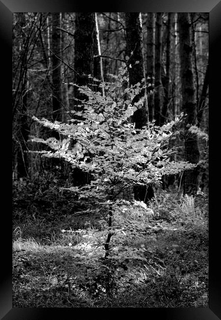 Sunlit Beech tree Monochrome  Framed Print by Simon Johnson