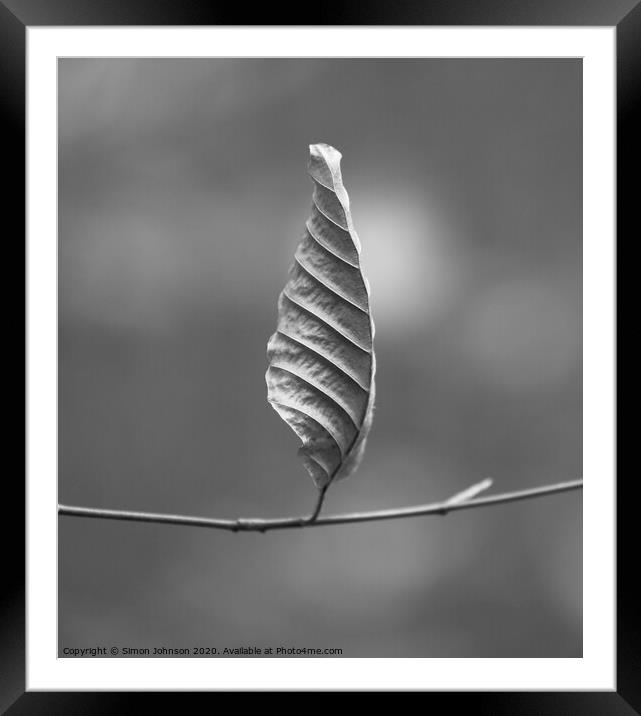 Beech leaf Framed Mounted Print by Simon Johnson