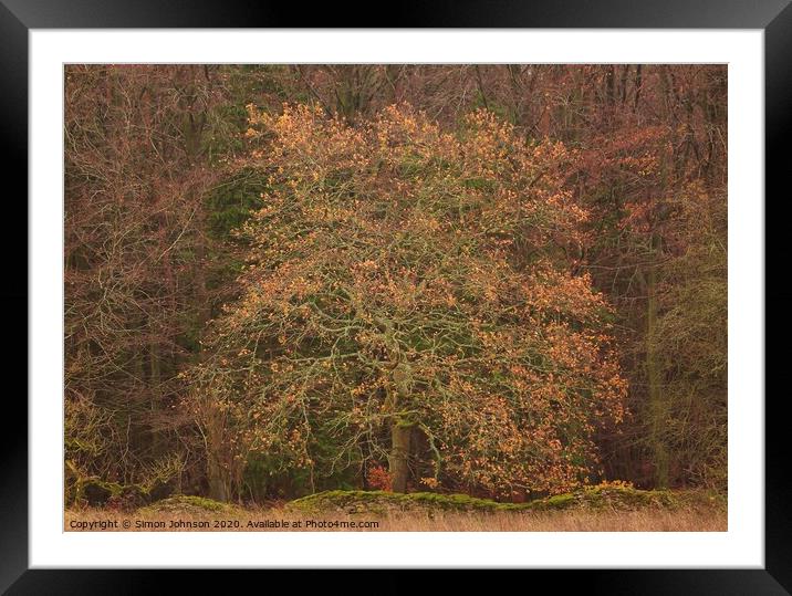 Oak tree Snowshill woods Cotswolds Gloucestershire  Framed Mounted Print by Simon Johnson