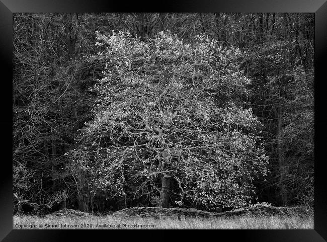 Oak tree  Framed Print by Simon Johnson