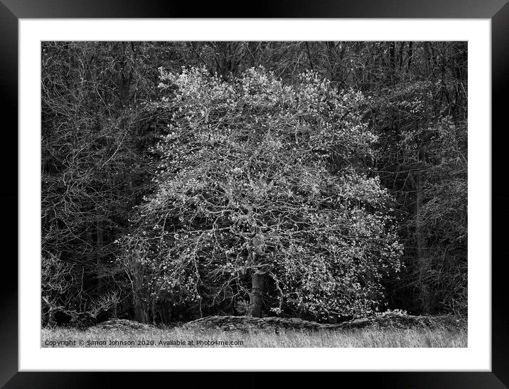 Oak tree  Framed Mounted Print by Simon Johnson