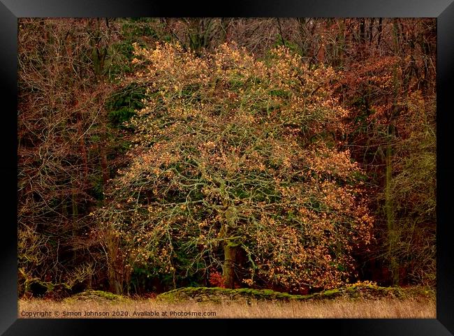 Oak Tree   Framed Print by Simon Johnson