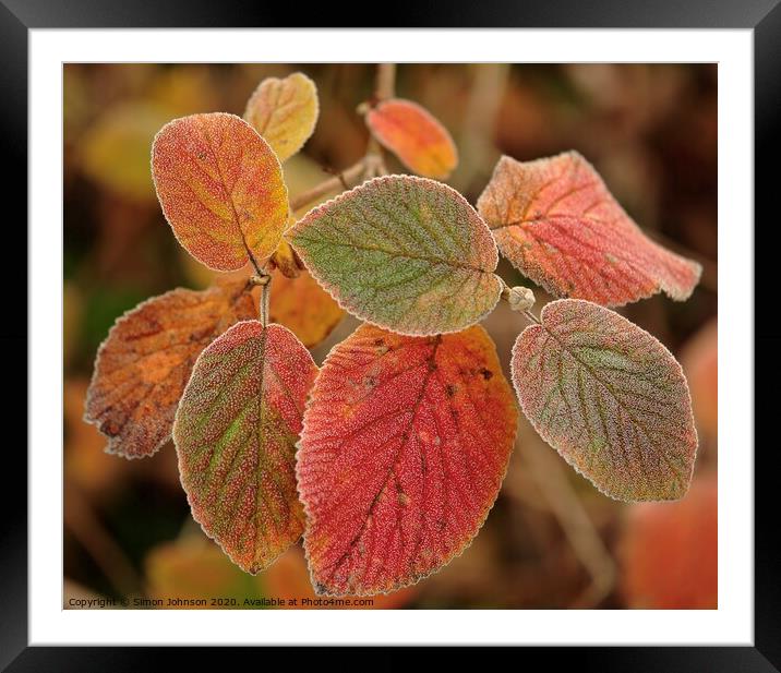 Frosted autumn  leaves Framed Mounted Print by Simon Johnson