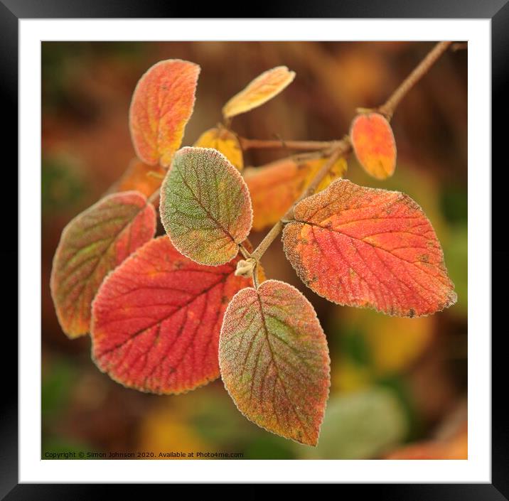 Frosted leaves Framed Mounted Print by Simon Johnson