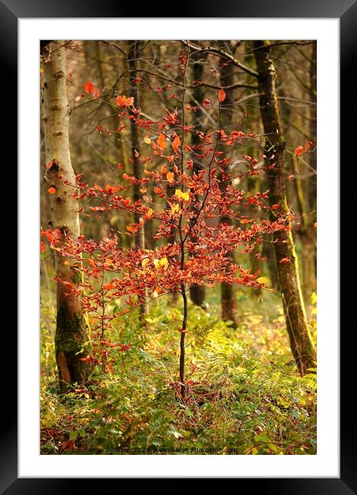Sunlit beech tree Framed Mounted Print by Simon Johnson
