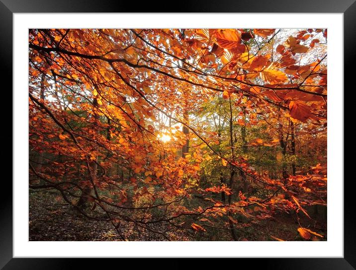  Sunlit Autumn woodland Framed Mounted Print by Simon Johnson