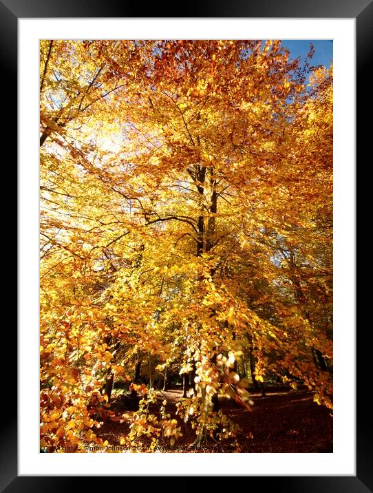 Beech woodland autumn Framed Mounted Print by Simon Johnson