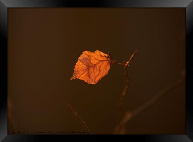 sunlit leaf Framed Print by Simon Johnson