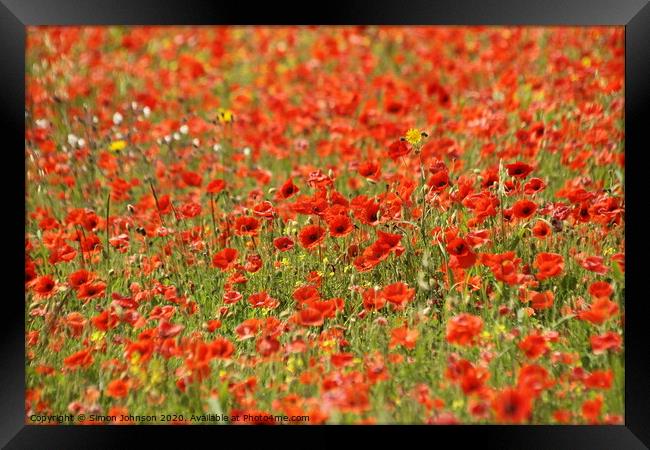 Summer poppies Framed Print by Simon Johnson