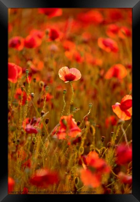 Sunlit poppy Framed Print by Simon Johnson