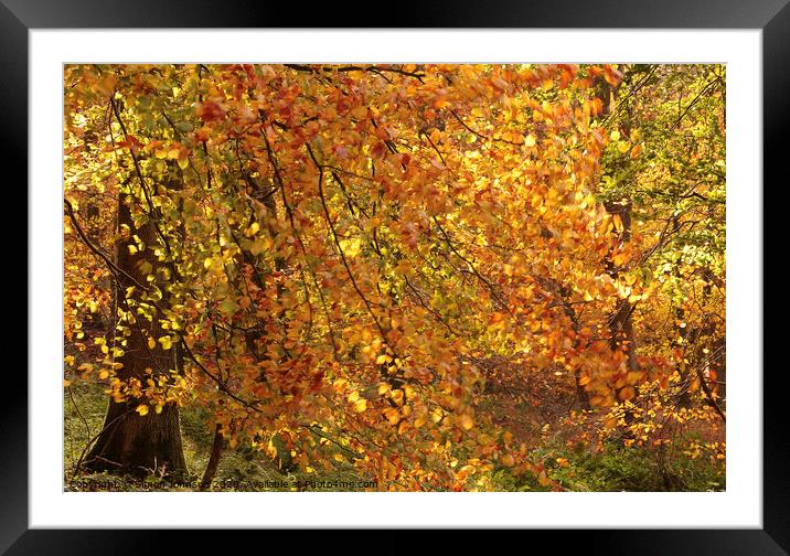 Autumn Colour Framed Mounted Print by Simon Johnson
