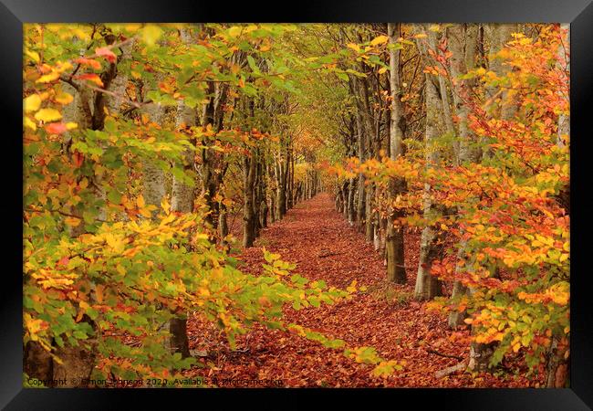  Autumn Beech tree  avenue Framed Print by Simon Johnson