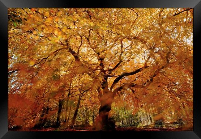 Beech tree in Autumn Splendour Framed Print by Simon Johnson