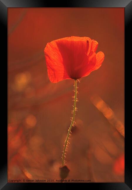 Sunlit poppy Framed Print by Simon Johnson