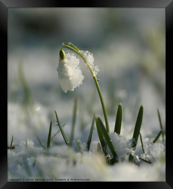 Snowy snowdrop Framed Print by Simon Johnson