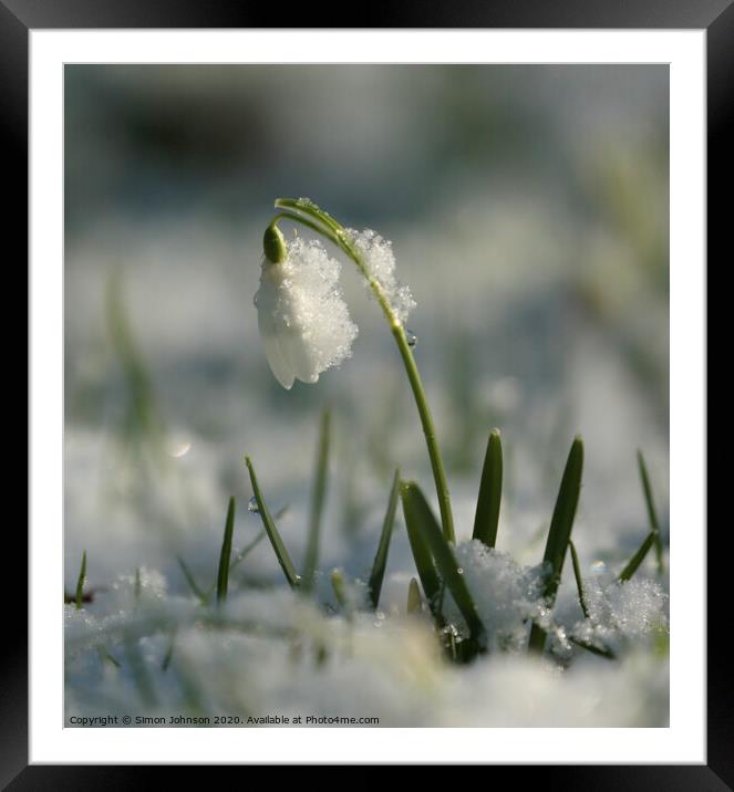 Snowy snowdrop Framed Mounted Print by Simon Johnson