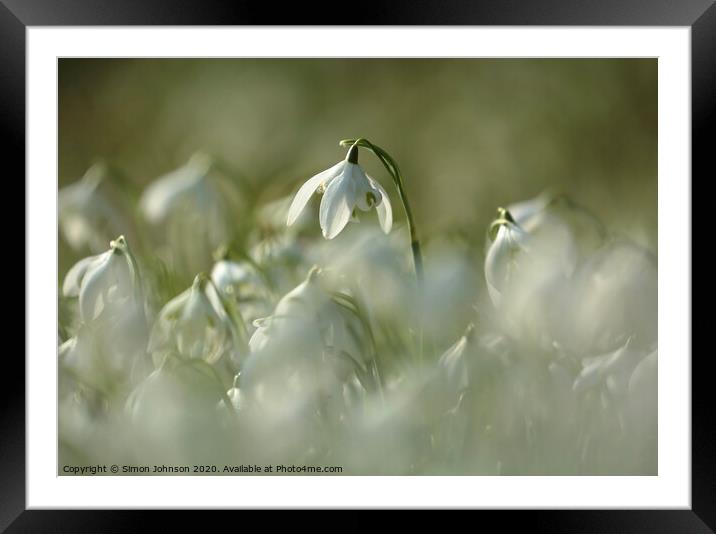 stand out snowdrop Framed Mounted Print by Simon Johnson