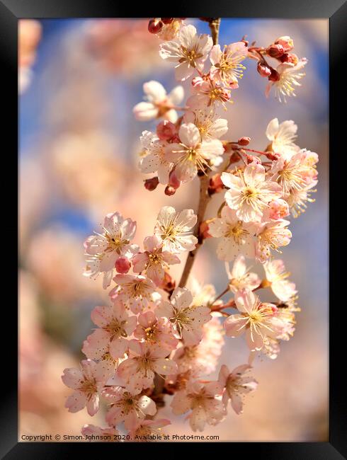 Sunlit spring blossom Framed Print by Simon Johnson