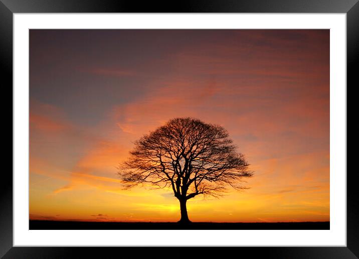 Tree Silhouette dawn  Framed Mounted Print by Simon Johnson