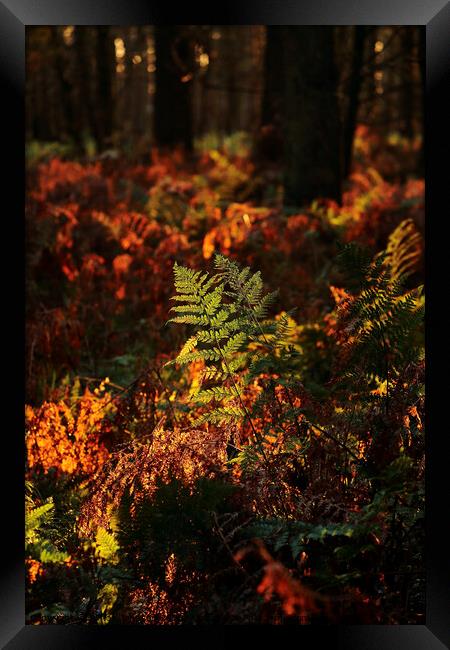Sunlit woodland Framed Print by Simon Johnson