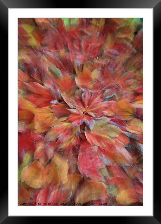 Autumn explosion Framed Mounted Print by Simon Johnson