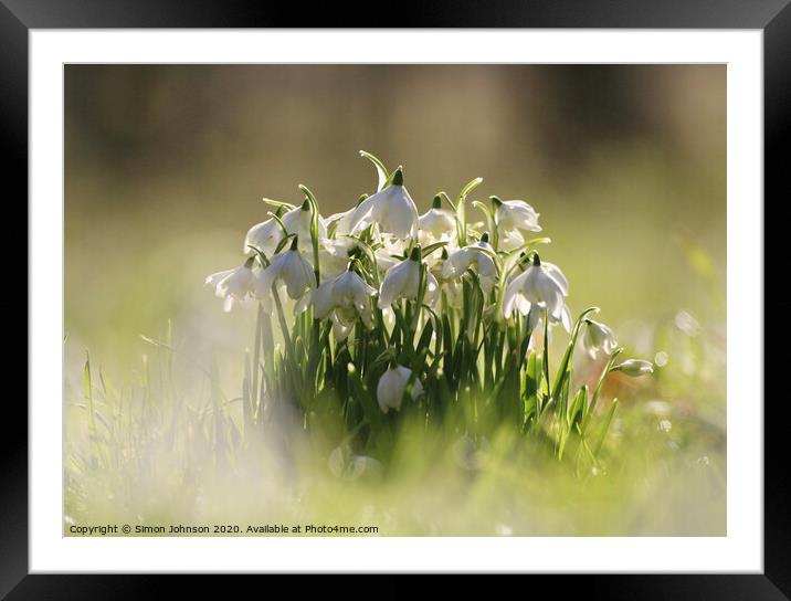 Sunlit snowdrops Framed Mounted Print by Simon Johnson