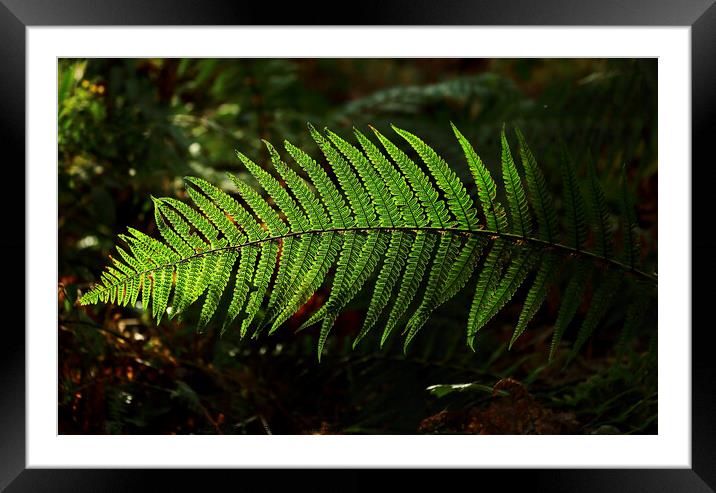 sunlit fern leaves Framed Mounted Print by Simon Johnson