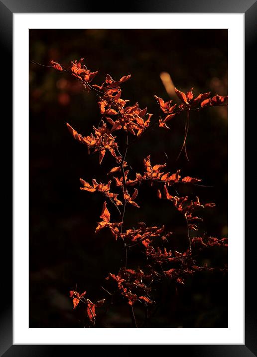 sunlit Beech leaves Framed Mounted Print by Simon Johnson