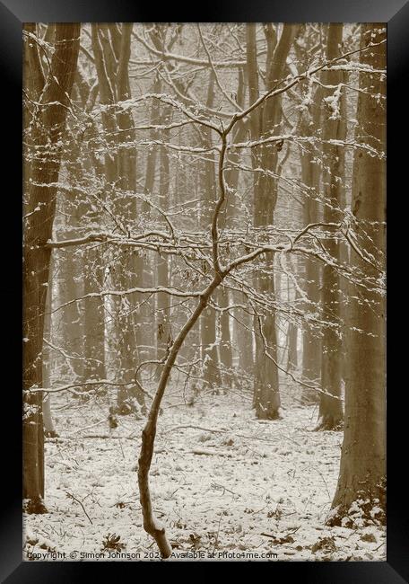 Beech tree in snow  Framed Print by Simon Johnson