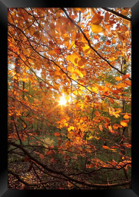 Autumn sunlght Framed Print by Simon Johnson