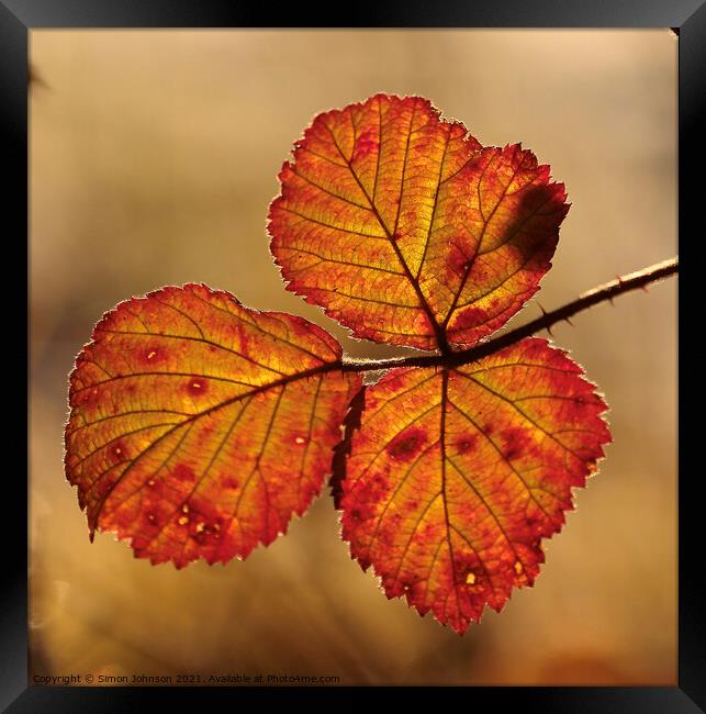 autumn coloured  leaves Framed Print by Simon Johnson