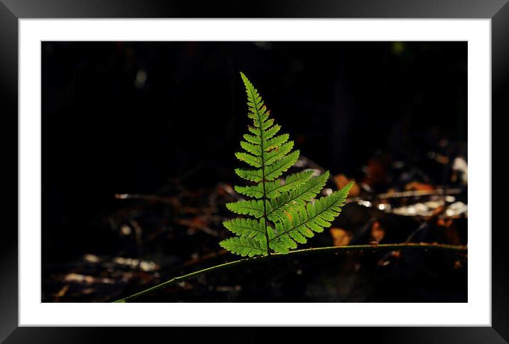 Christmas fern Framed Mounted Print by Simon Johnson