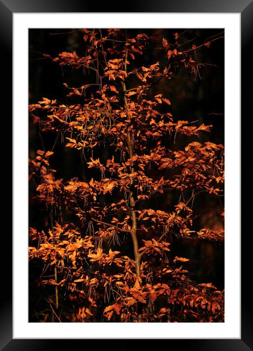 Sunlit beech leaves  Framed Mounted Print by Simon Johnson