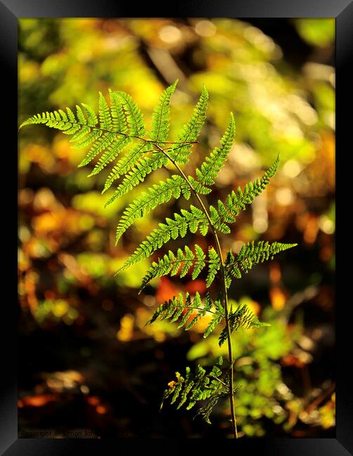 Sunlit fern  Framed Print by Simon Johnson