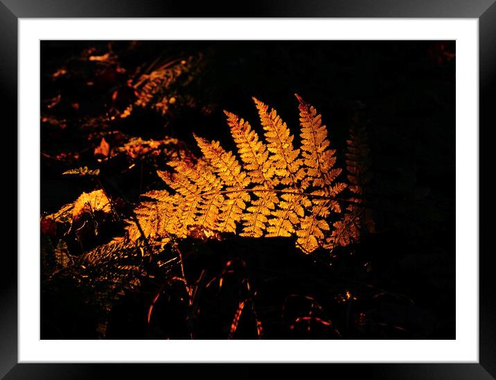 Sunlit fern Framed Mounted Print by Simon Johnson